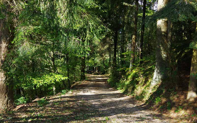 Auffahrt zum Ferienforsthaus